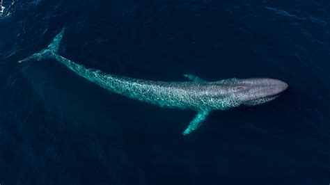 how big is the population of whales